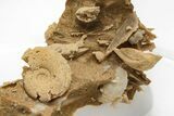 Miniature Fossil Cluster (Ammonites, Bivalves) - France #212423-2